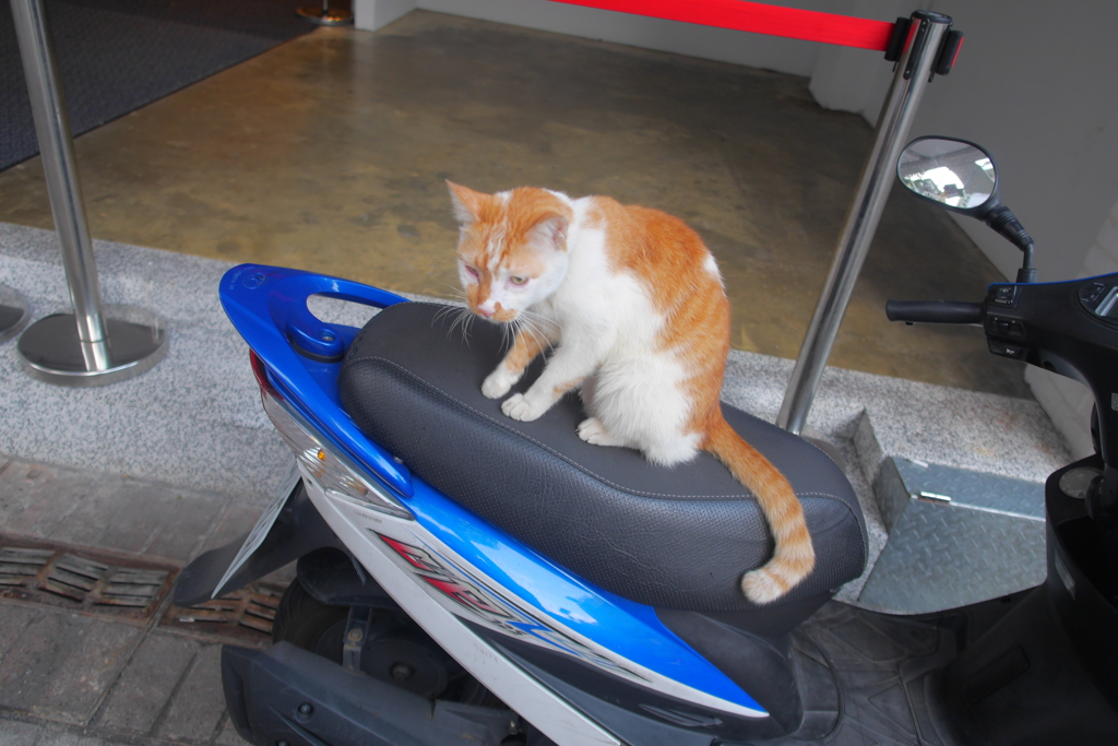西門町のねこ