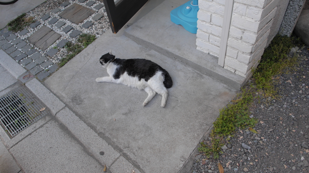 猫さん