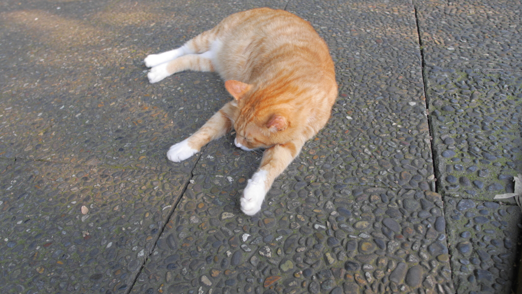 上野の猫さん