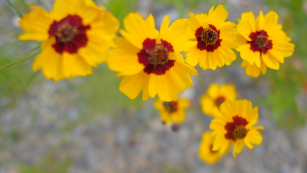 河川敷の花