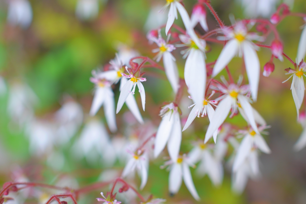 御岳山の花