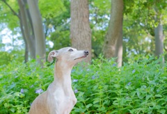 新緑にたたずむ