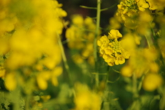 菜の花