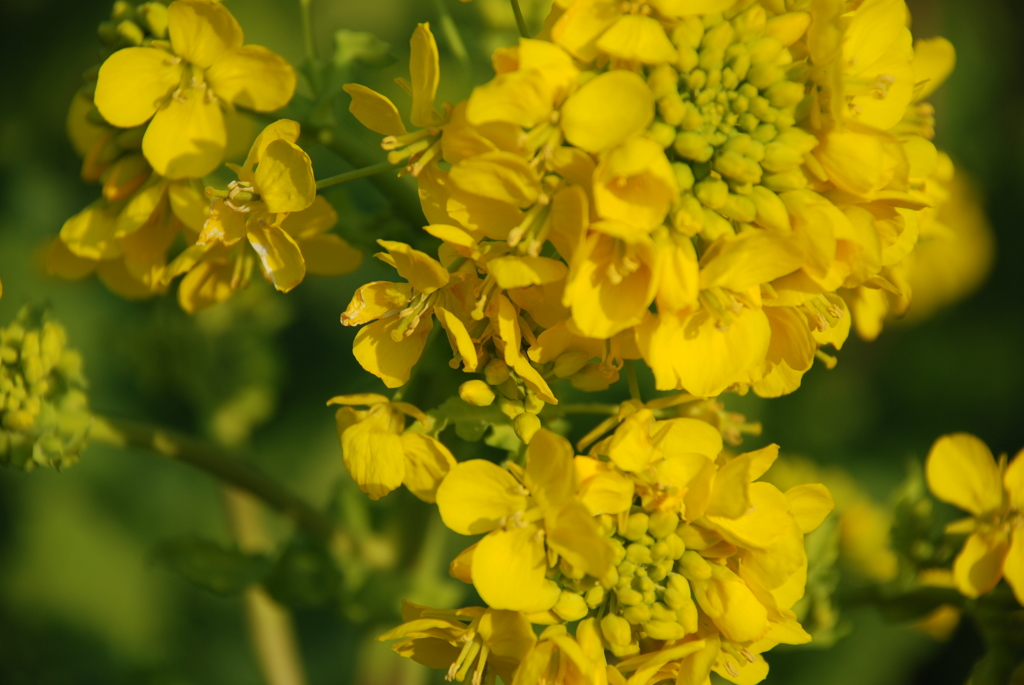 菜の花