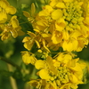 菜の花