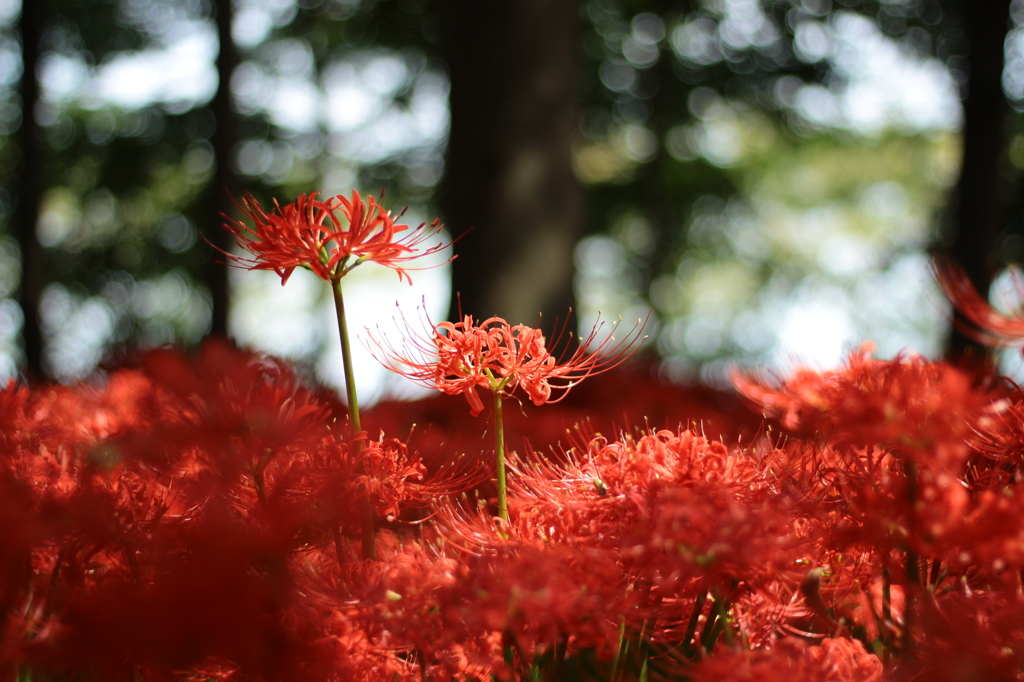 曼珠沙華