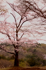 桜の木の下