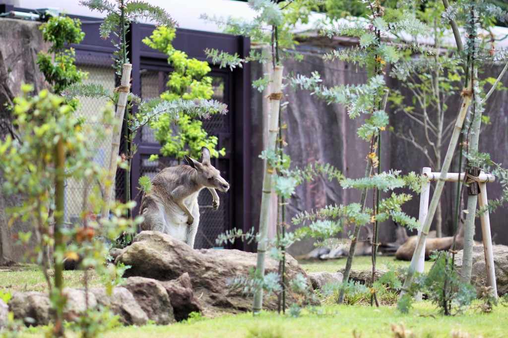 かいかいっ