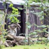 かいかいっ