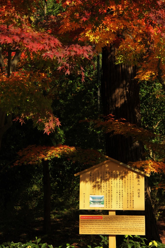 木陰