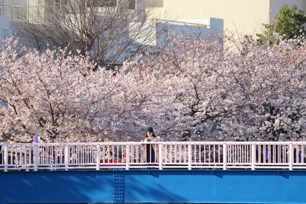 桜色の