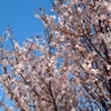 狭山池の桜2