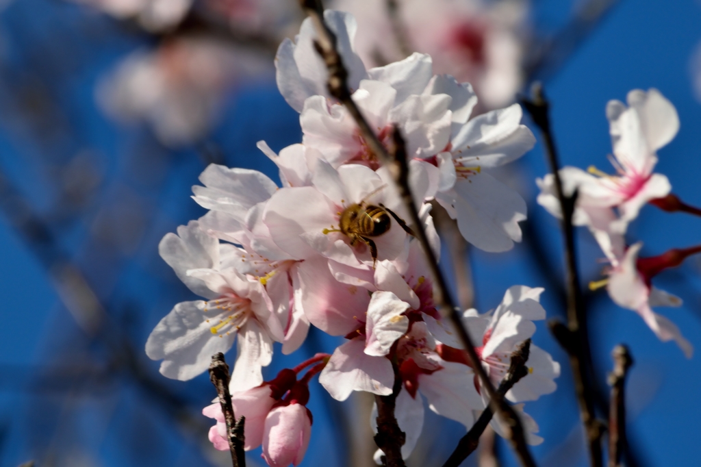 蜂も大忙し