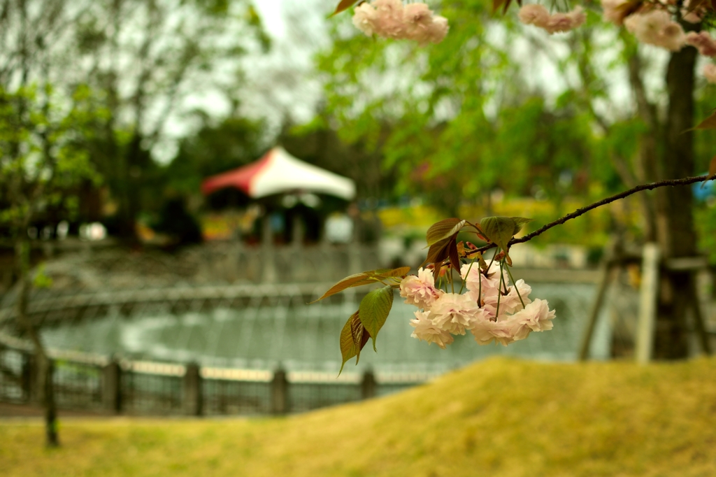 大阪府立花の文化園