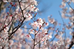 狭山池の桜