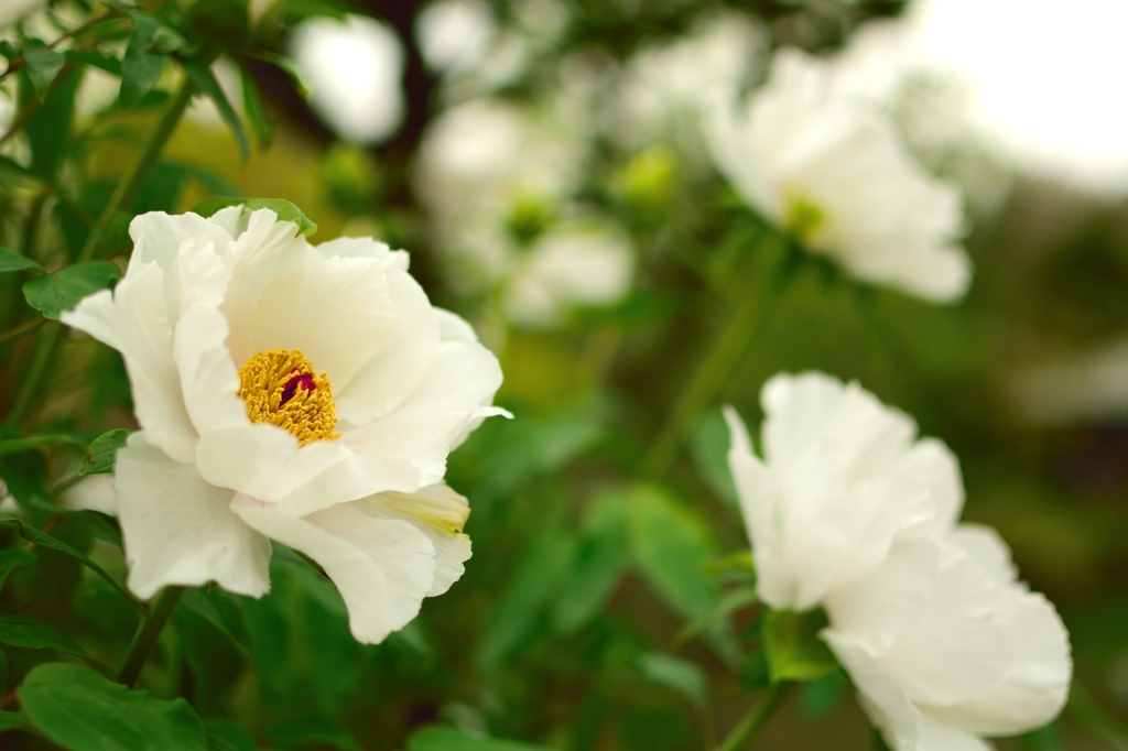 牡丹の花