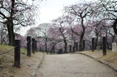 荒山公園梅林