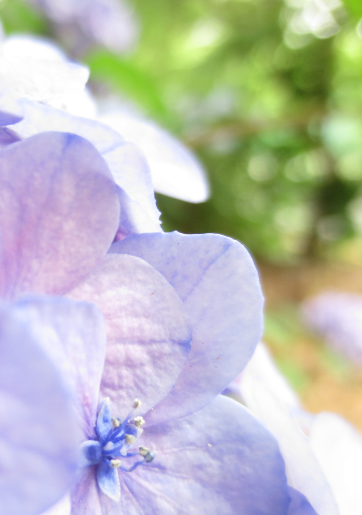 木陰の紫陽花