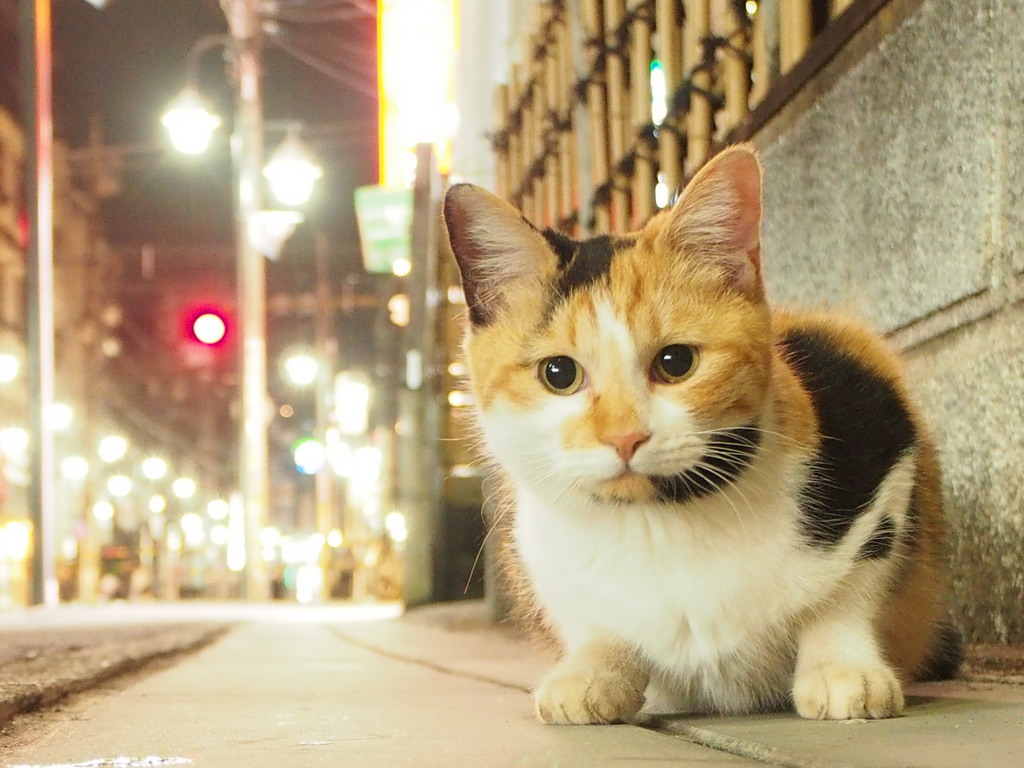 夜の街猫