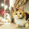 夜の街猫