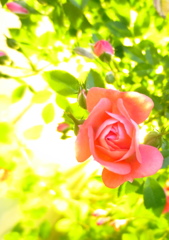 薔薇の咲く庭で