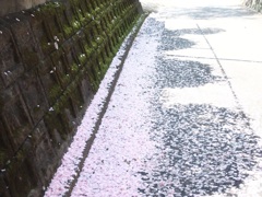 八重の雪