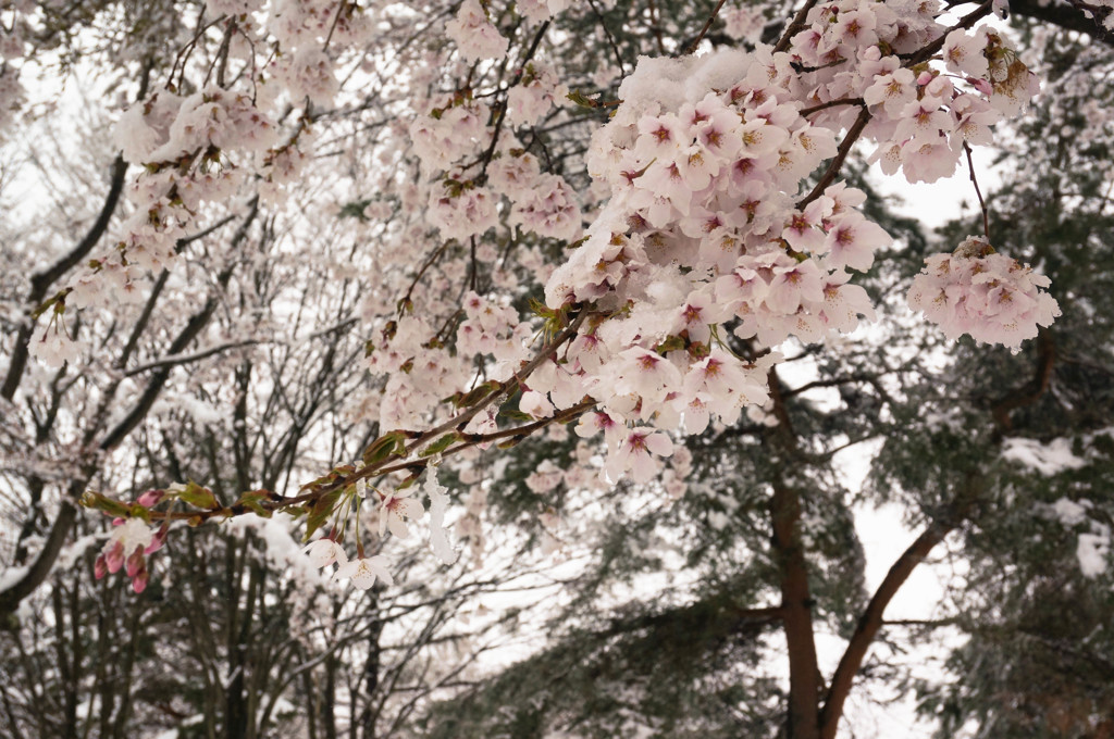 雪桜２