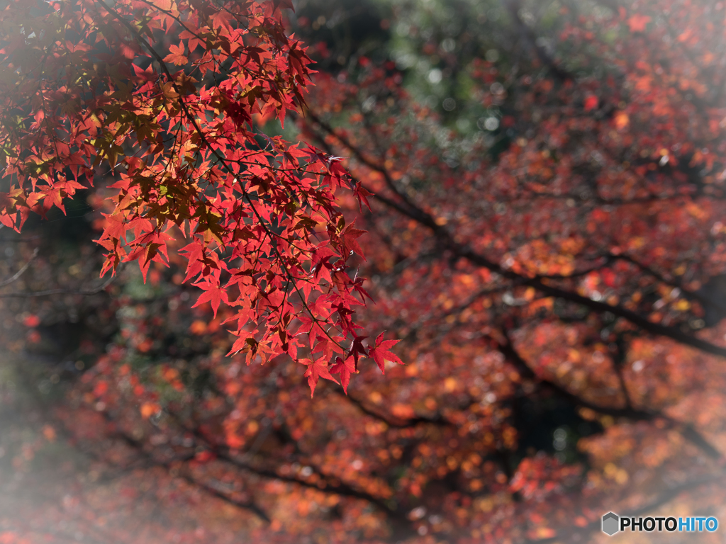 長岡天満宮_紅葉②