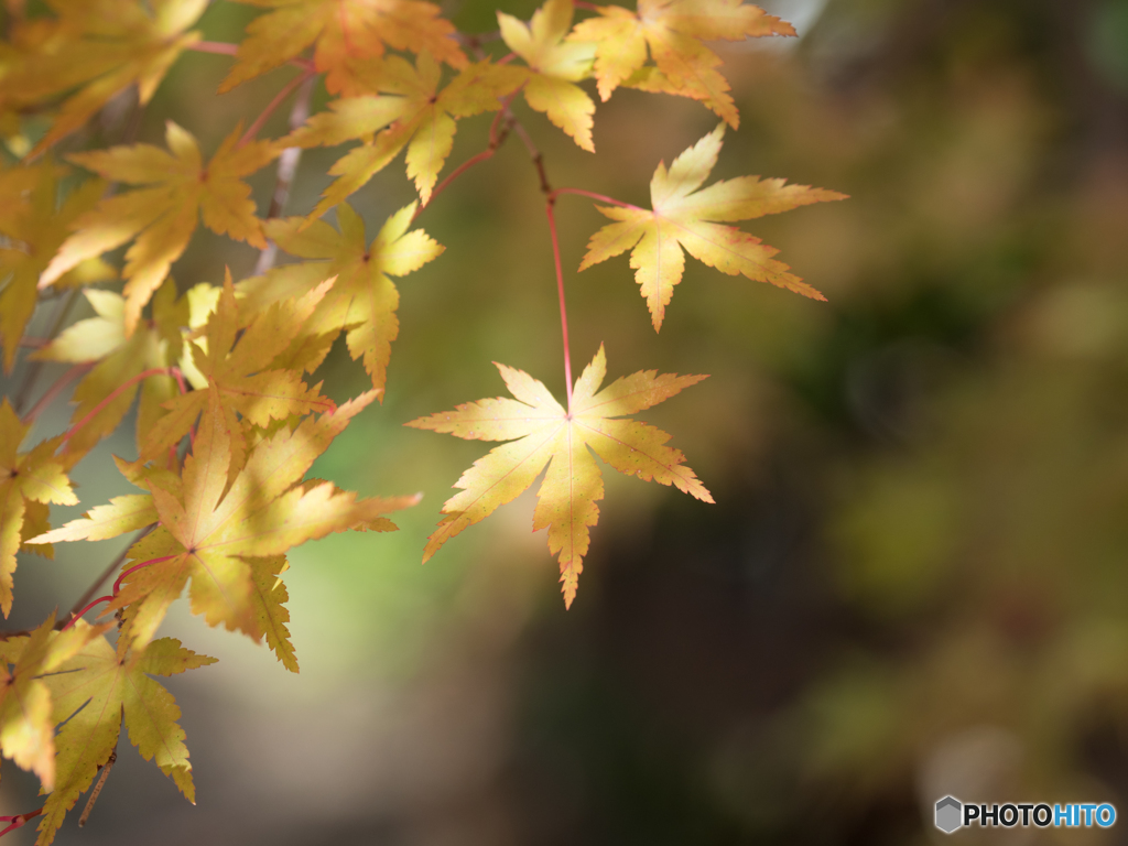 長岡天満宮_紅葉③