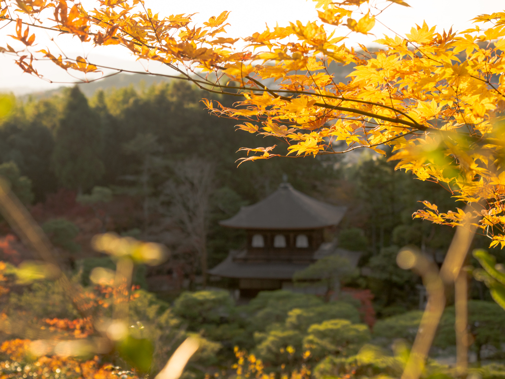 秋の銀閣寺