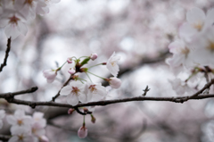 近所の桜③