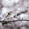 近所の桜③