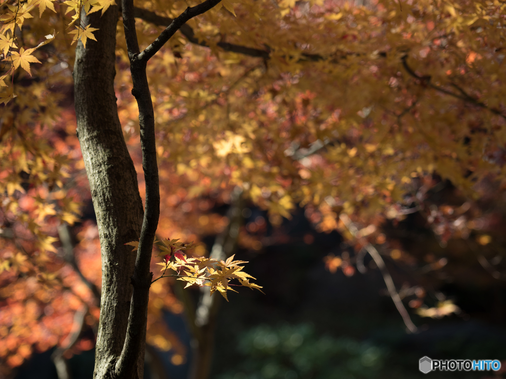 長岡天満宮_紅葉⑦