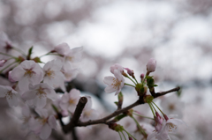 近所の桜①