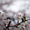 近所の桜①