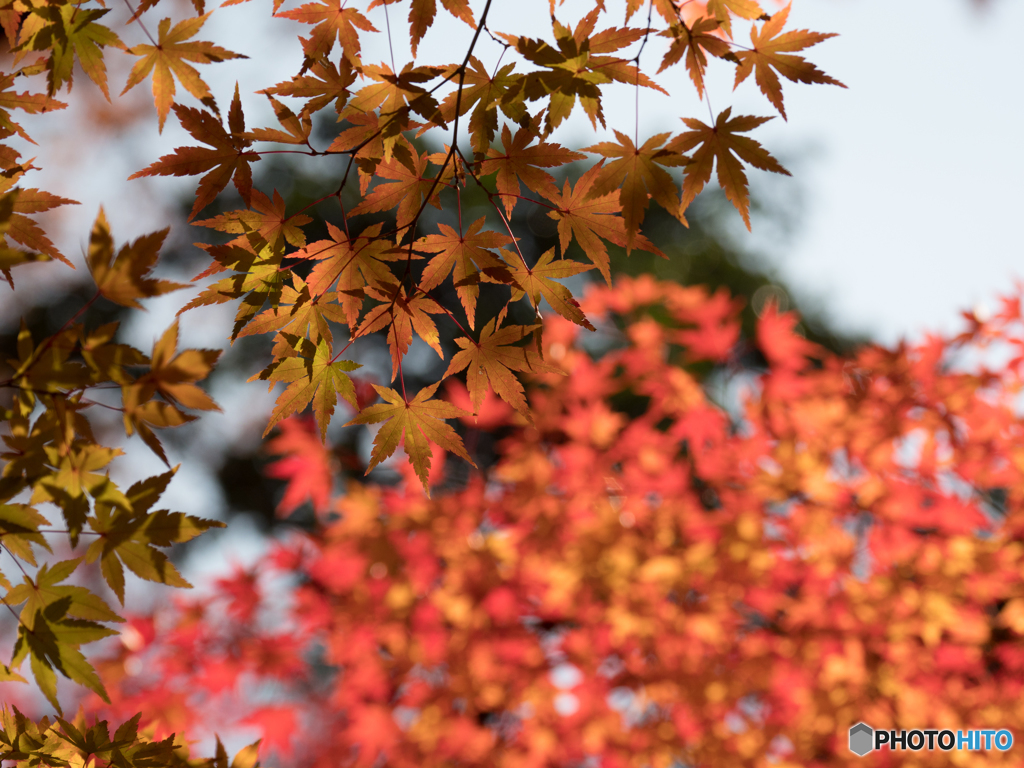 長岡天満宮_紅葉④