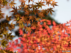 長岡天満宮_紅葉④