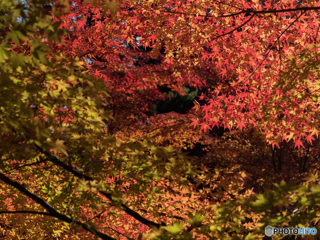 長岡天満宮_紅葉⑤