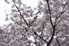 近所の桜②