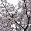 近所の桜②
