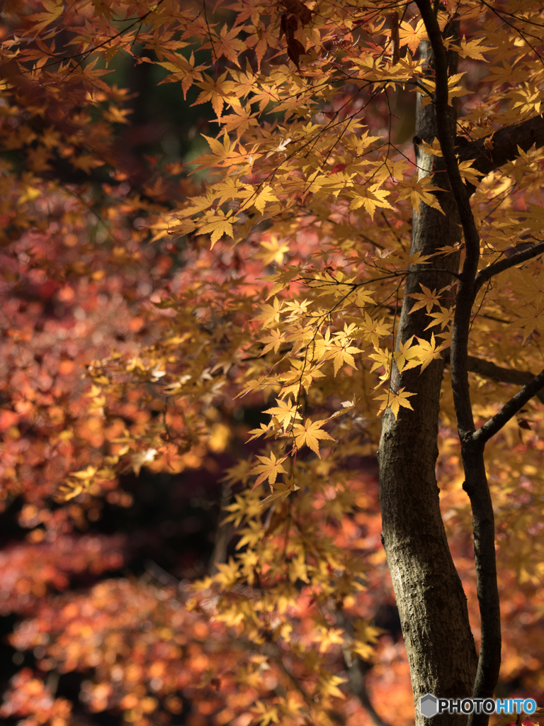 長岡天満宮_紅葉⑥