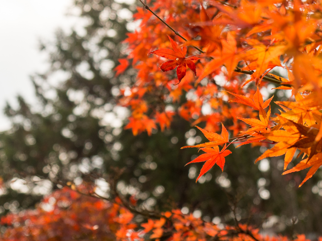 光明寺紅葉2015②