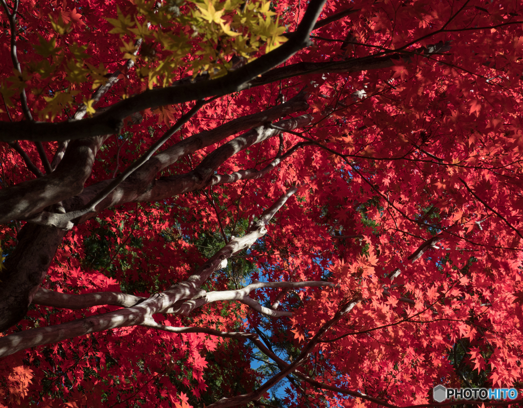 光明寺紅葉_2017③