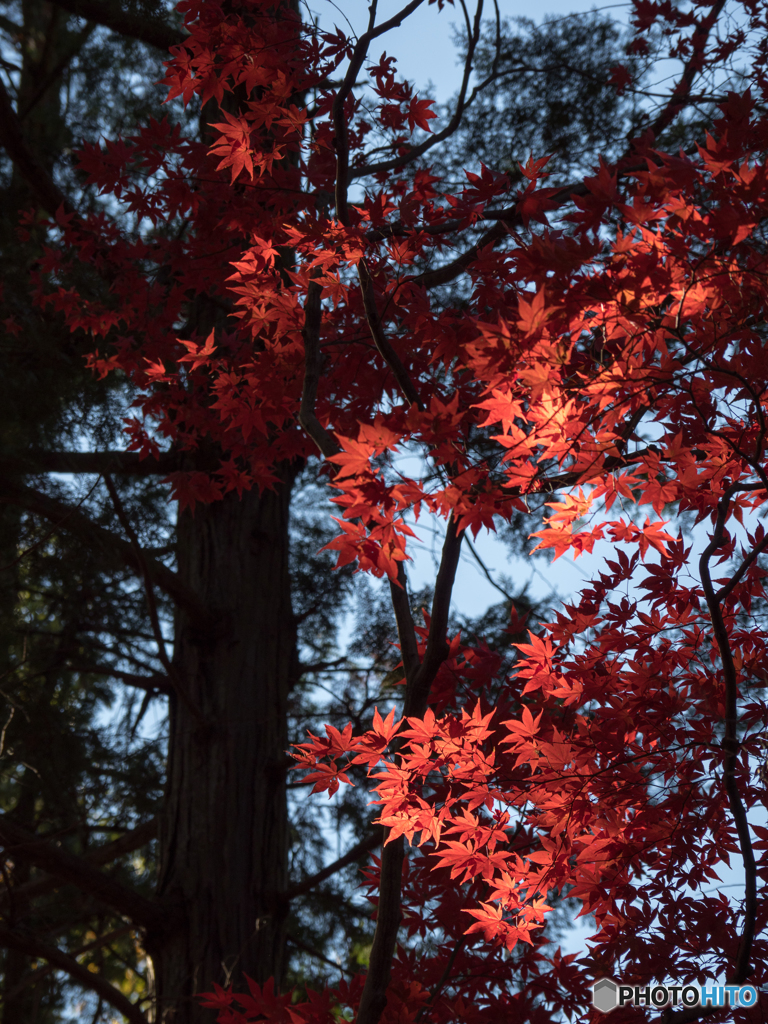 光明寺紅葉_2017①