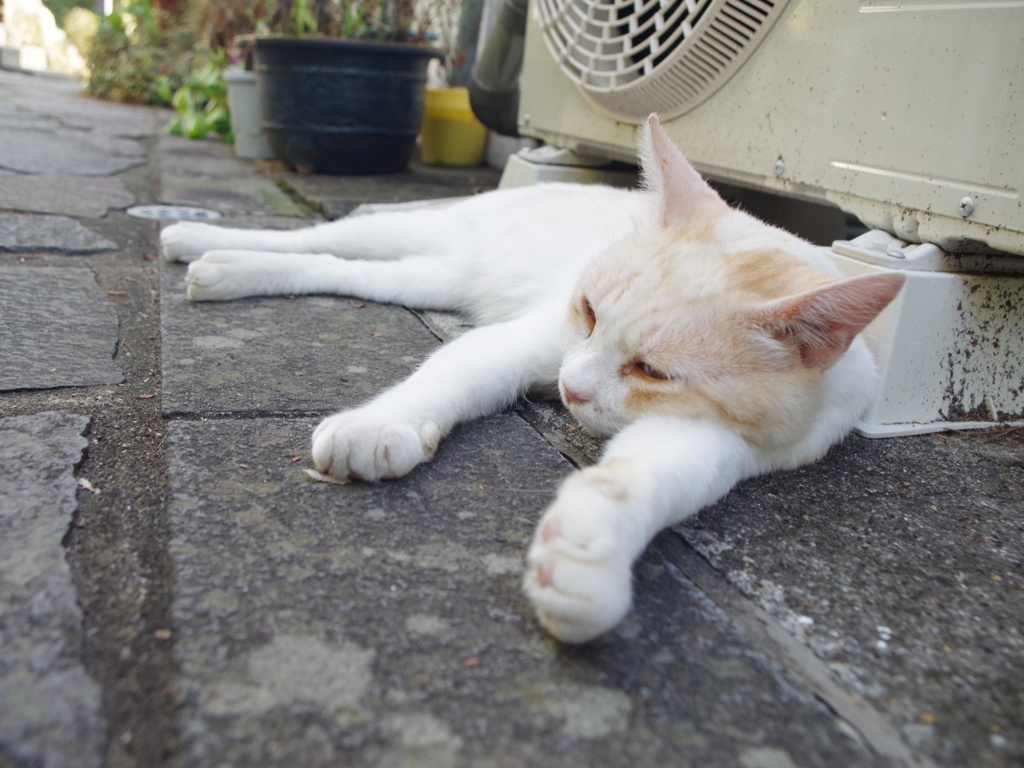 猫