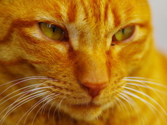 猫顔アップ
