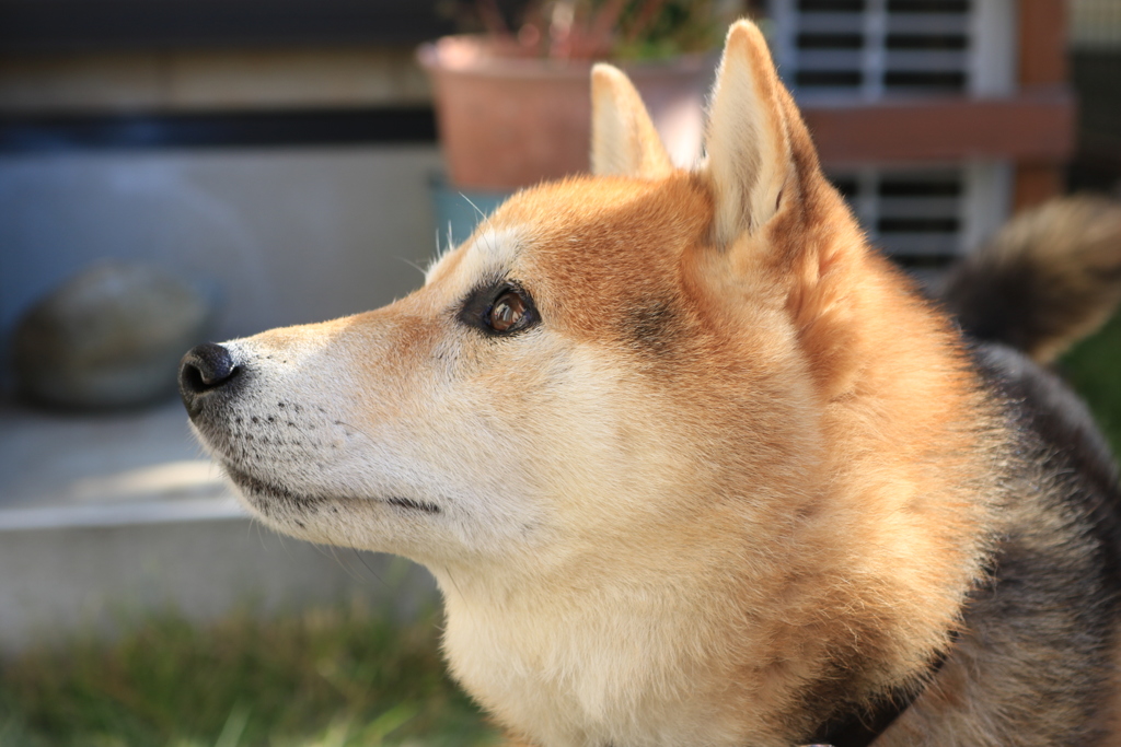 愛犬♪豆柴リキ☆