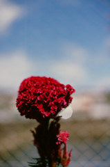 Blue & Red (Film)