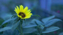 Sun Flower (Evening)