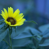 Sun Flower (Evening)